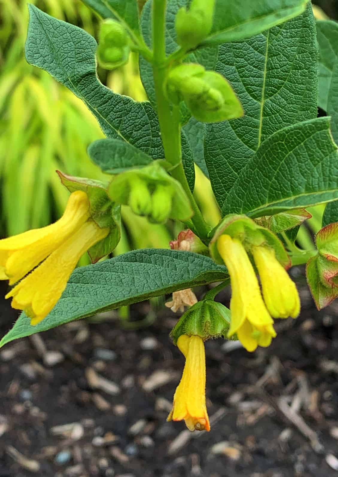 Twinberry (Lonicera involucrata) © Joan D. Stamm