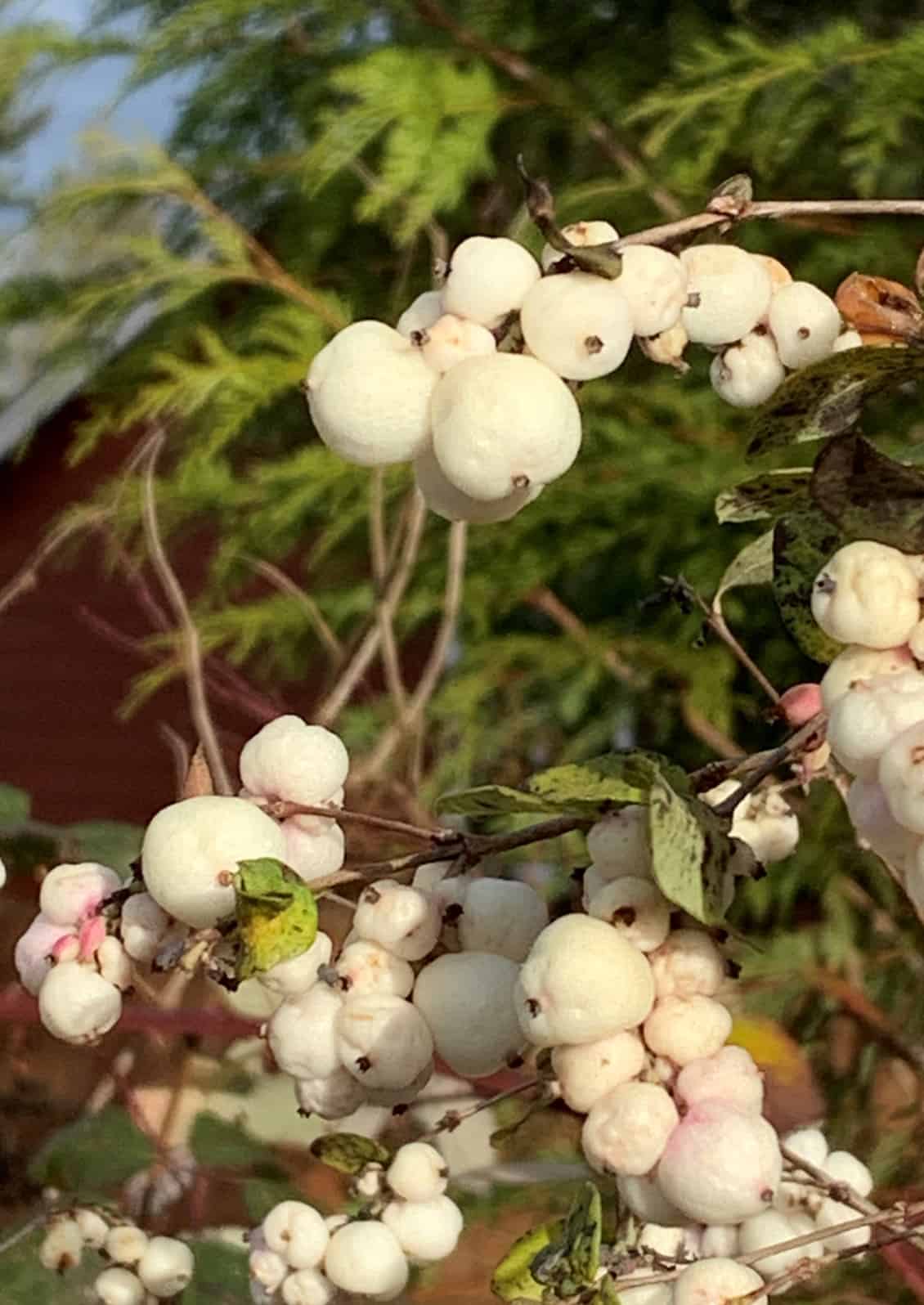 Snowberry (Symphoricarpos albus) © Joan D. Stamm