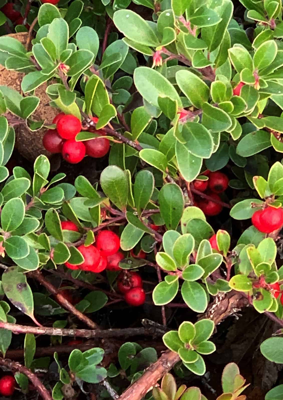 small green bush with red berries