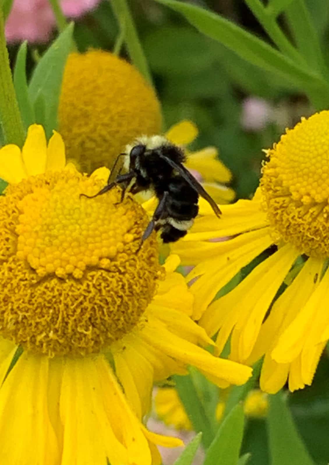 Bee on Sneezeweed © Joan D. Stamm