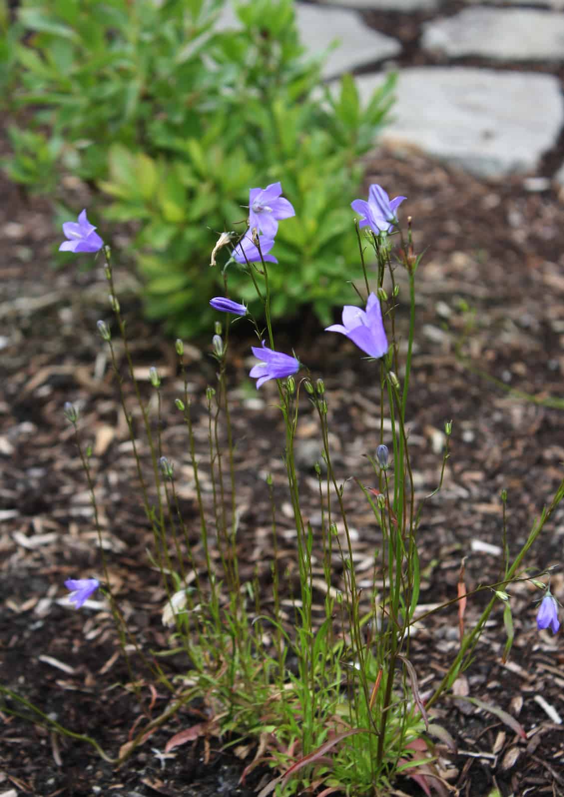 Scotch bluebell (Campanula rotundifolia) © Joan D. Stamm