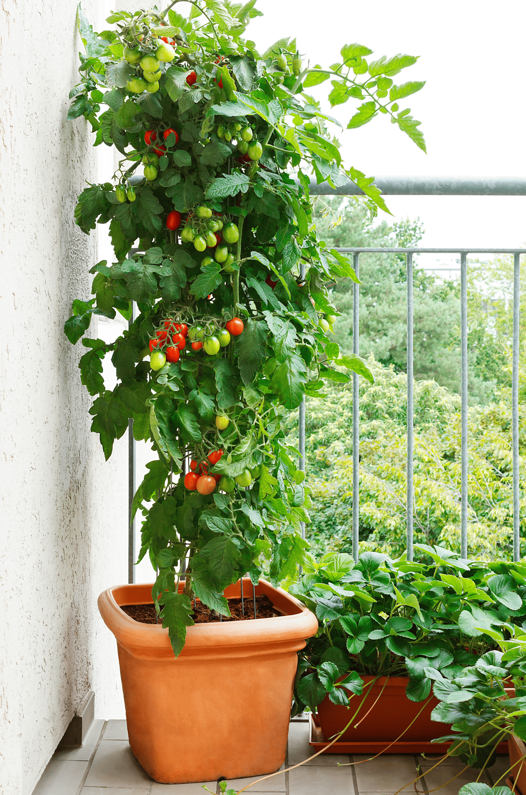 tomato growing in pot on patio