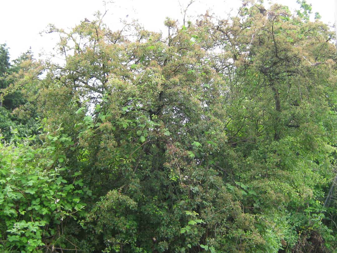 Hawthorne with early tent caterpillar damage © Virgene Link-New