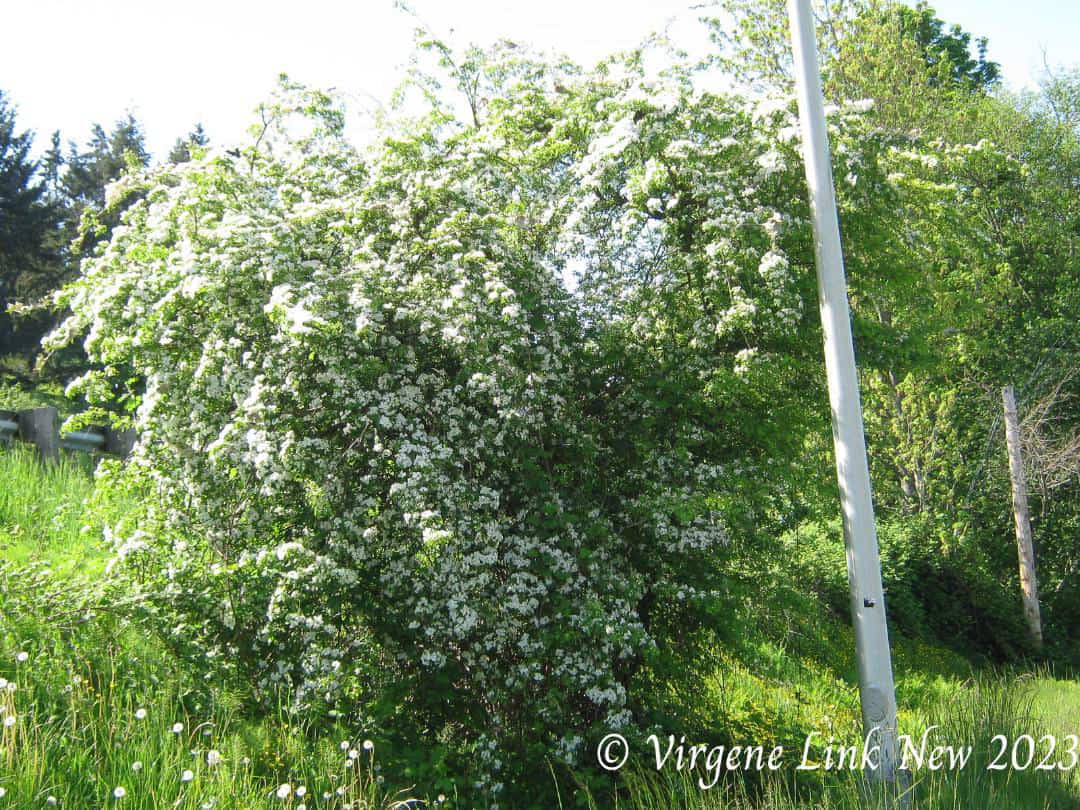 Hawthorne recovered from tent caterpillar infestation © Virgene Link-New