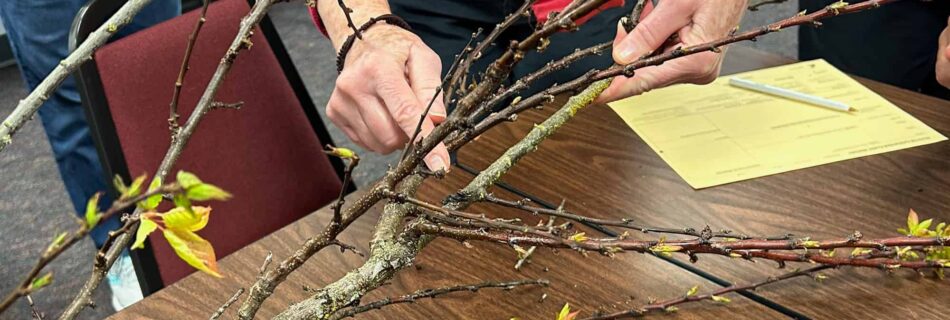 person diagnosing disease on tree branch