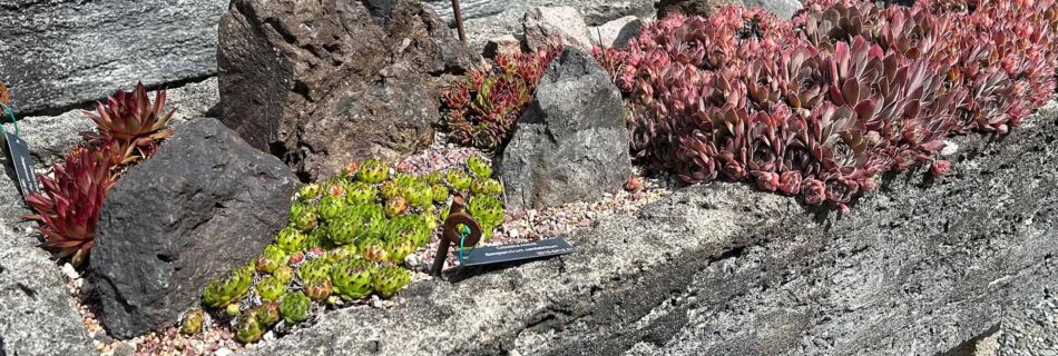 small plants growing in rock container