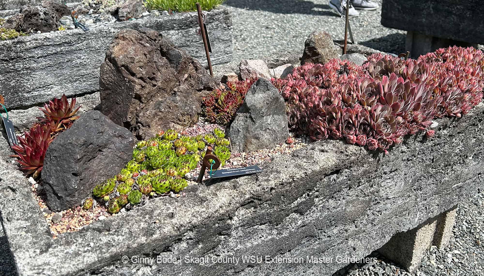 small plants growing in rock container