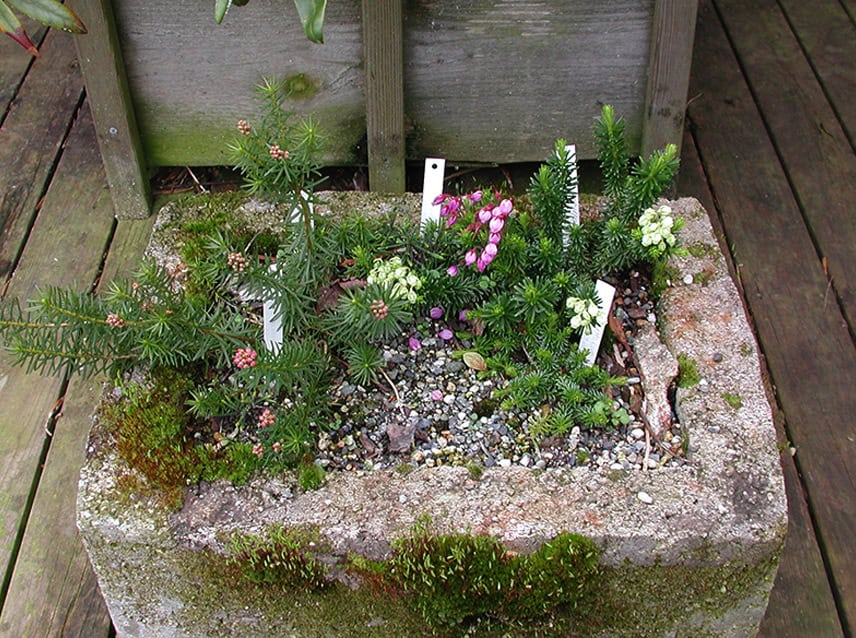 Hypertufa trough planted with mountain heathers native to the North Cascades. The trough is placed on a deck in Bayview in Skagit County. Photo © Sonja Nelson