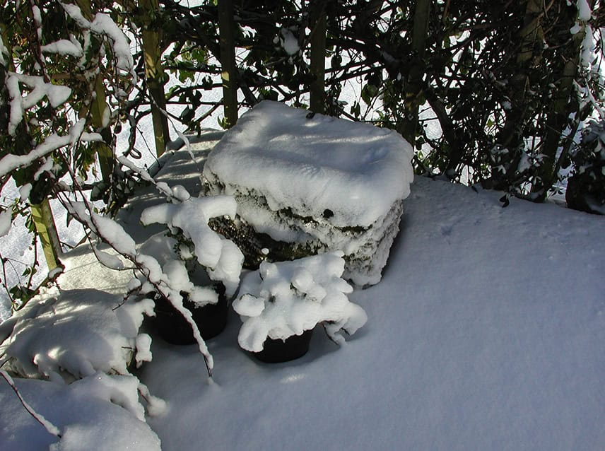 Snow covering the mountain heathers trough, pictured in Photo 1 (to the left), acts as insulation just as it does for these plants in their native home in the North Cascades. Photo © Sonja Nelson