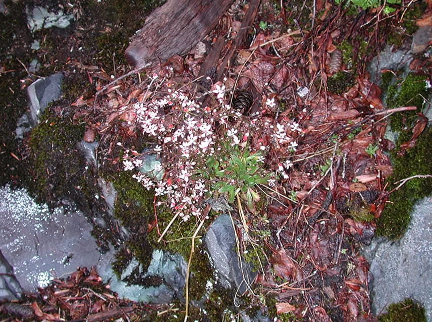 Saxifrage at Bagley Lakes in the North Cascades. © Sonja Nelson