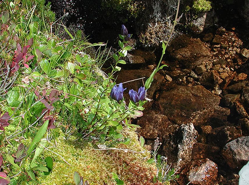 Broad-petalled gentian (Gentiana platypetala) at Cutthroat Pass in the North Cascades. © Sonja Nelson