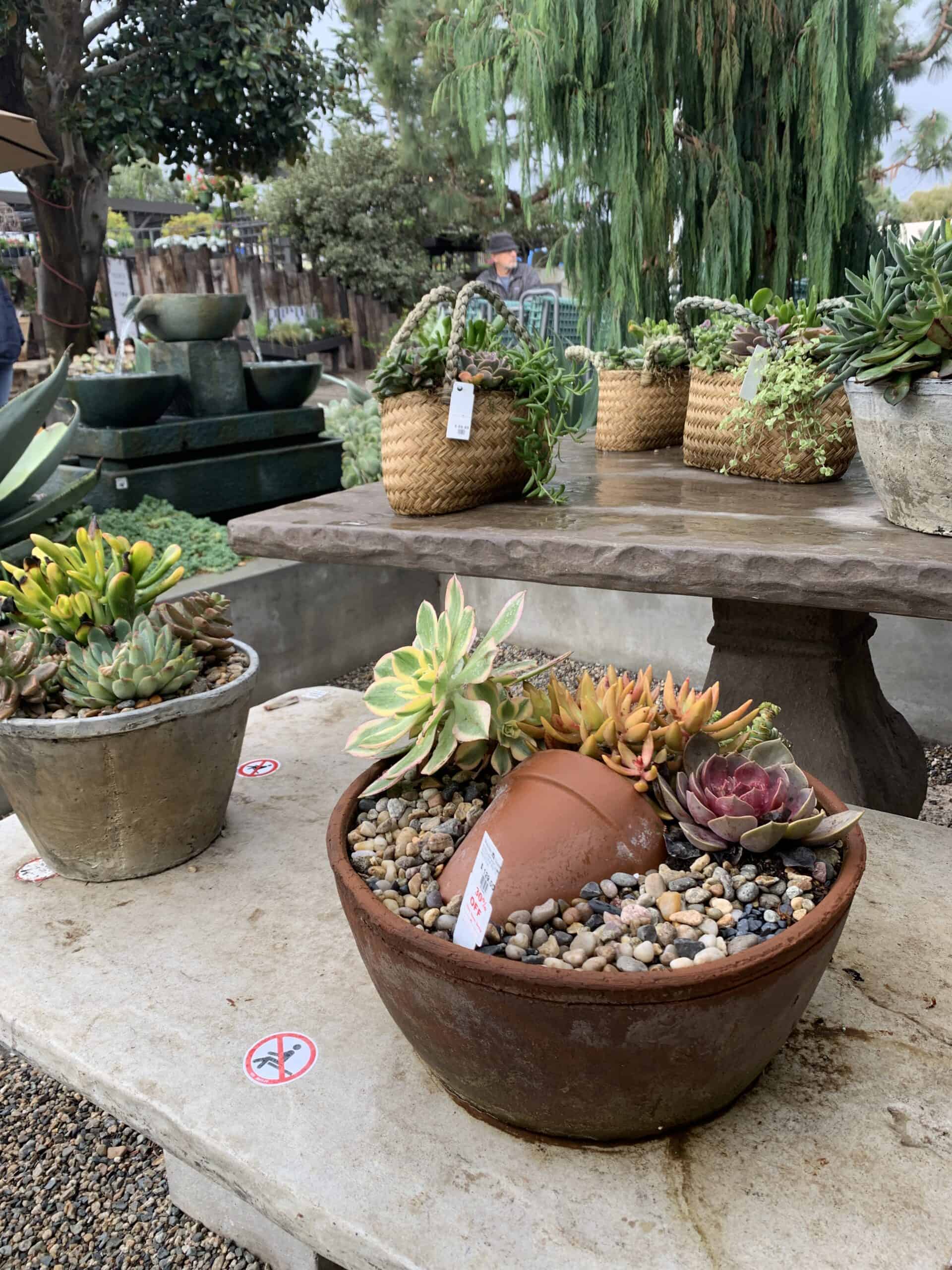 succulents in containers