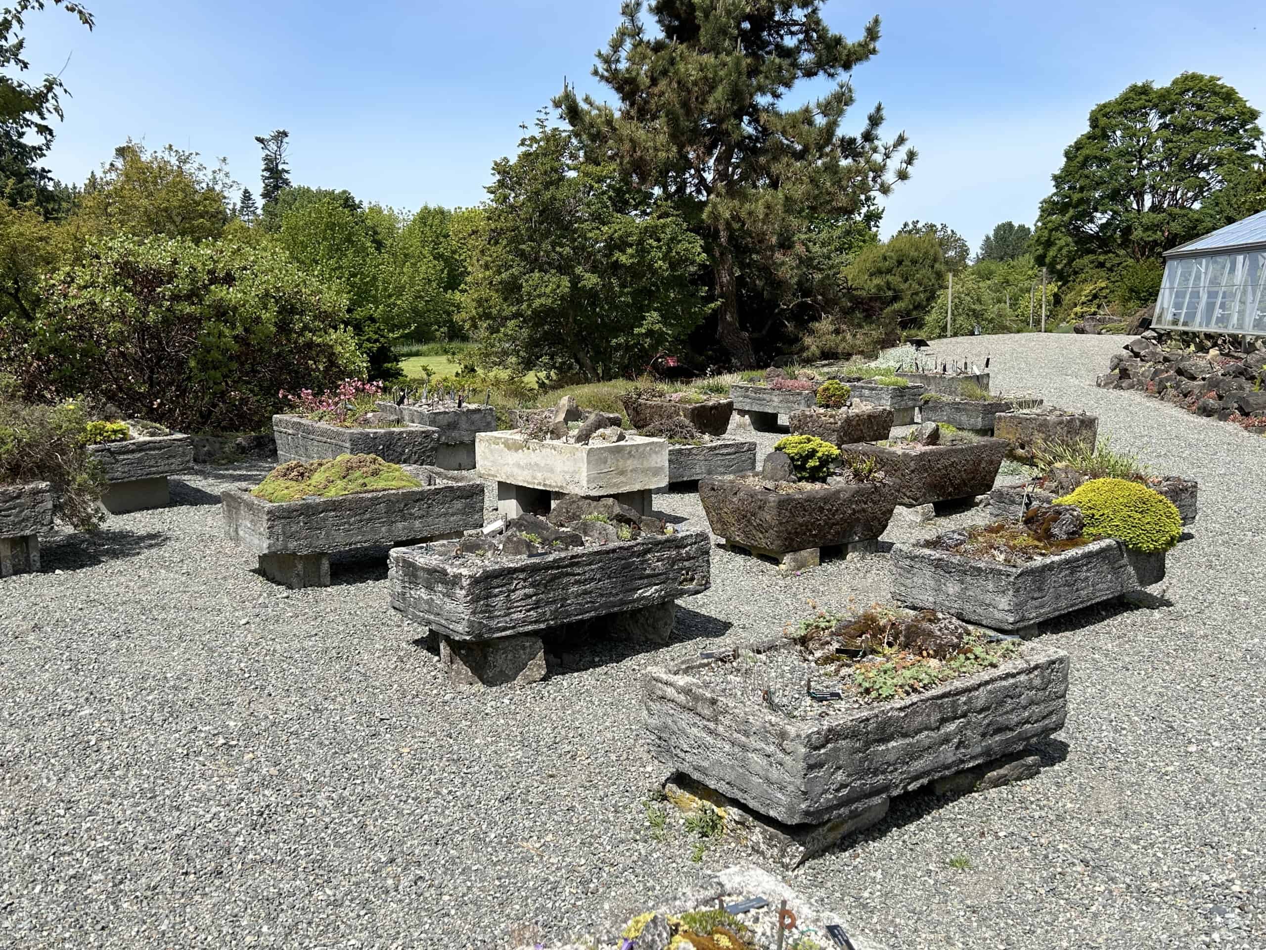 The extensive Trough Courtyard at the  UBC Botanical Garden in Vancouver, BC features an extensive collection of alpine rock plants. © Ginny Bode