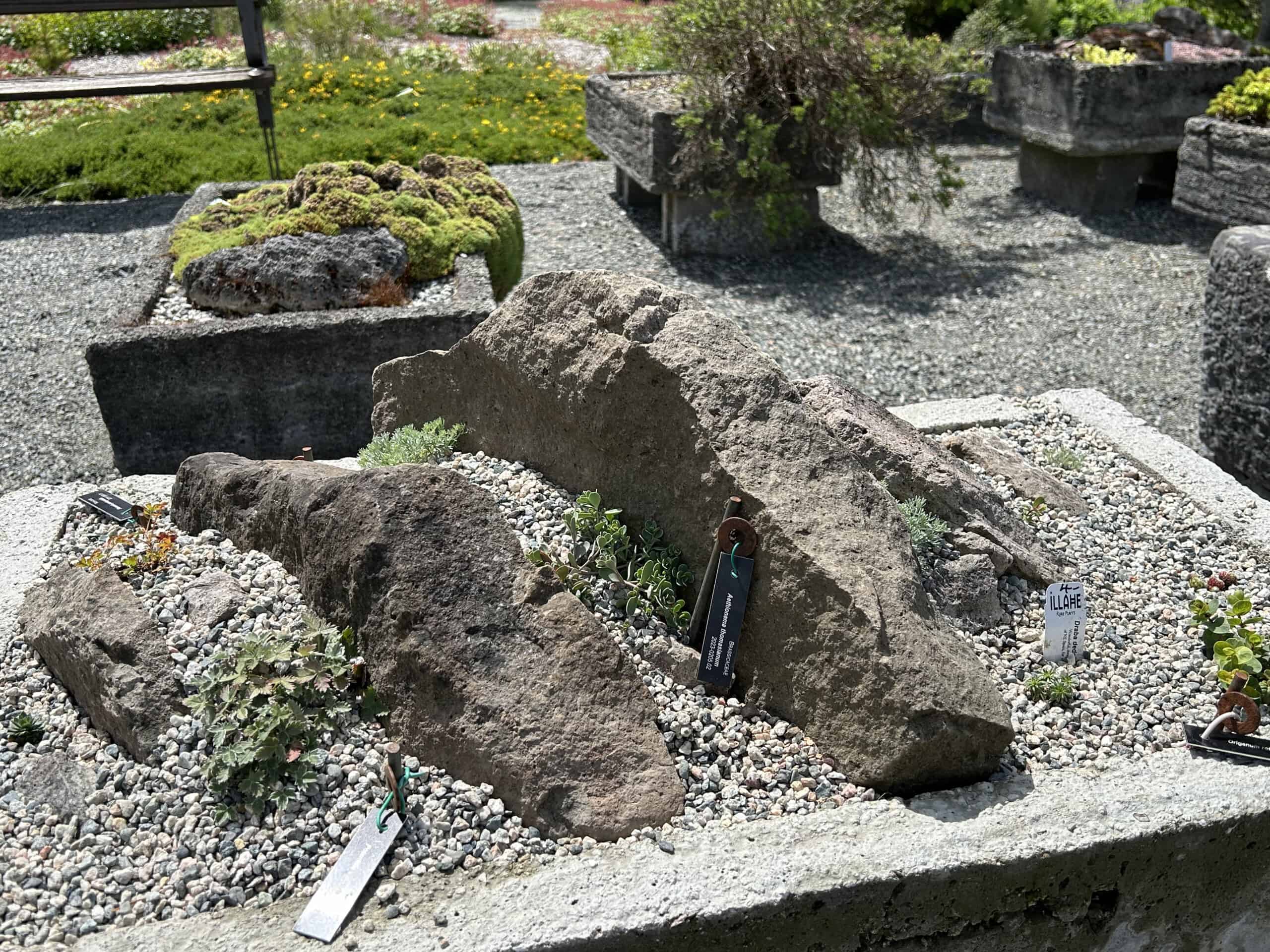 Tiny Brassicaceae is tucked between rocks in a trough garden at the UBC Botanical Garden. © Ginny Bode