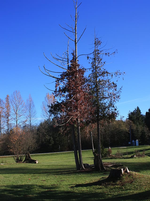 Dieback has occurred among several redcedars at the southern edge of Bakerview Park, most likely due to the compact turf beneath them. Photo © Sonja Nelson