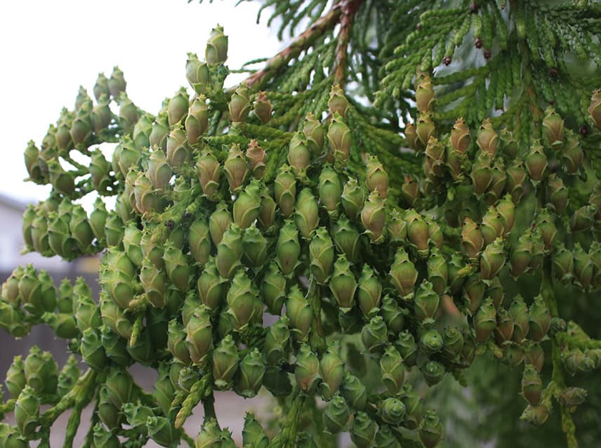 Female cones ripen from September through October with 1-3 seeds per cone. Photo © Sonja Nelson