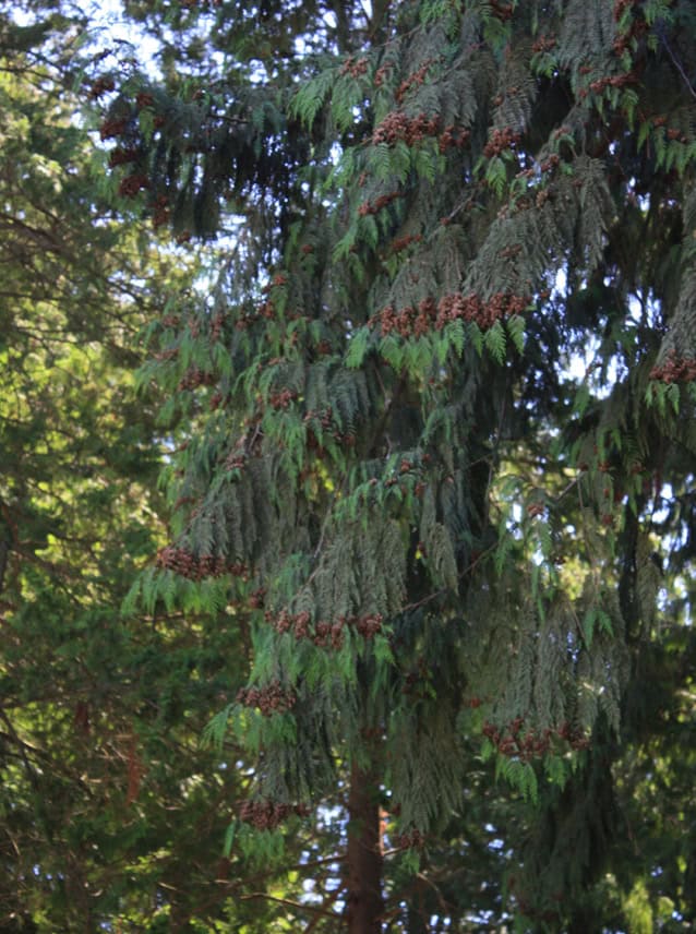 Western redcedars on N. 30th Street in Mount Vernon are showing signs of dieback. Photo © Sonja Nelson