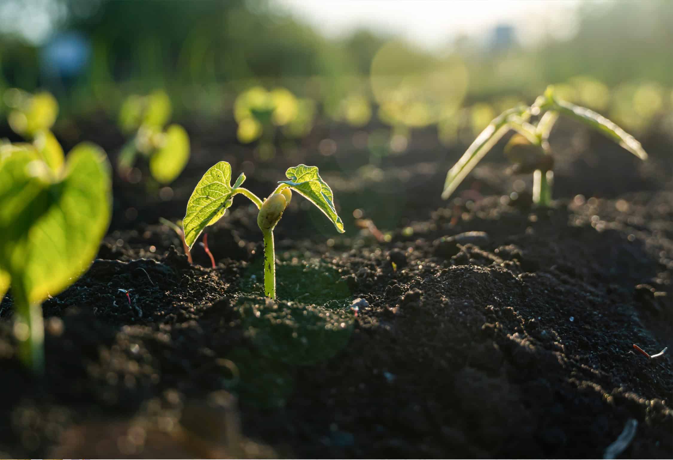 Bush and pole bean varieties can be planted in July and harvested before first frost. © Adobe Stock