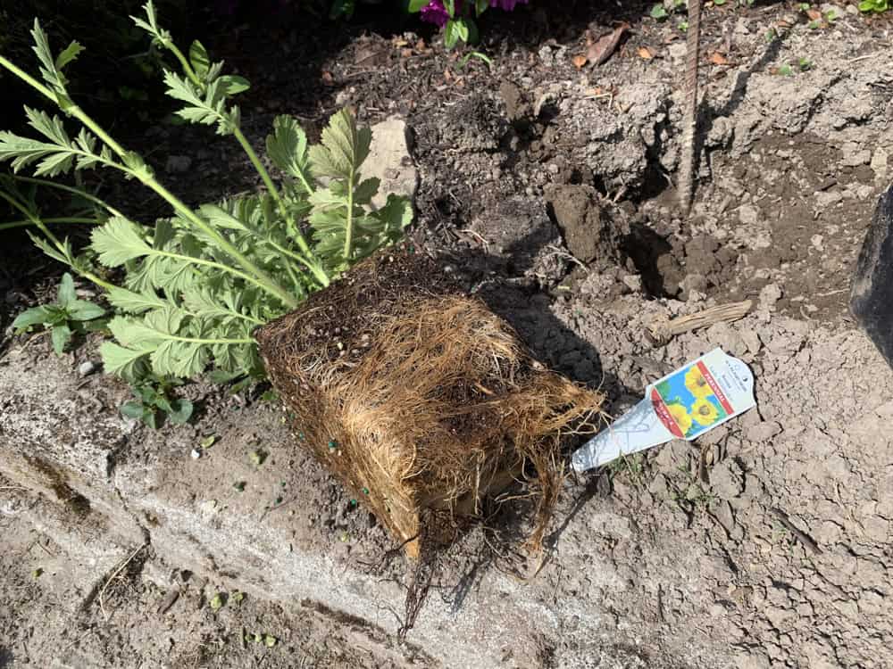 Sometimes marked-down plants are root-bound and some serious root pruning will be needed before planting. © Photographer: Ginny Bode