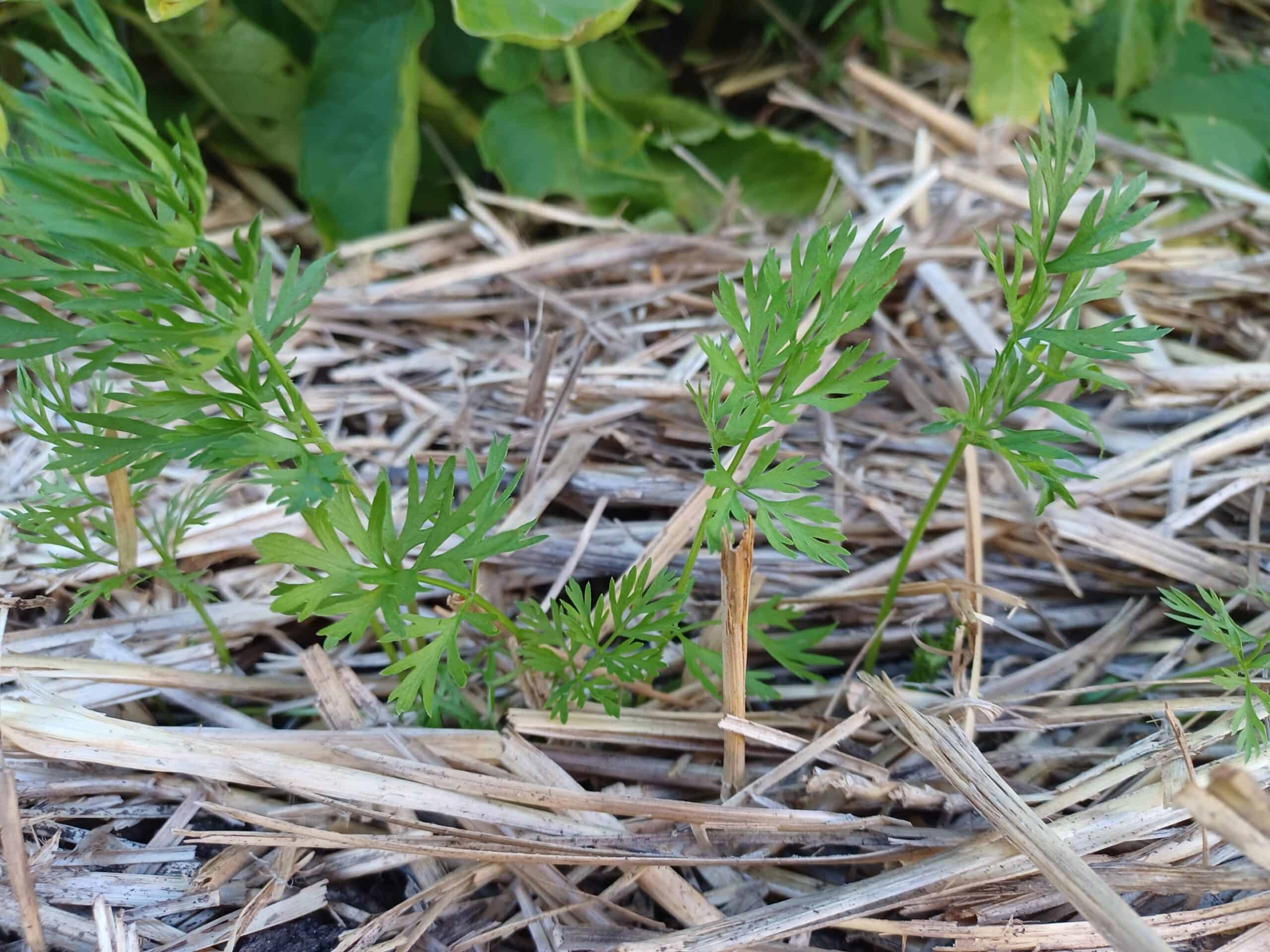 seedlings with straw