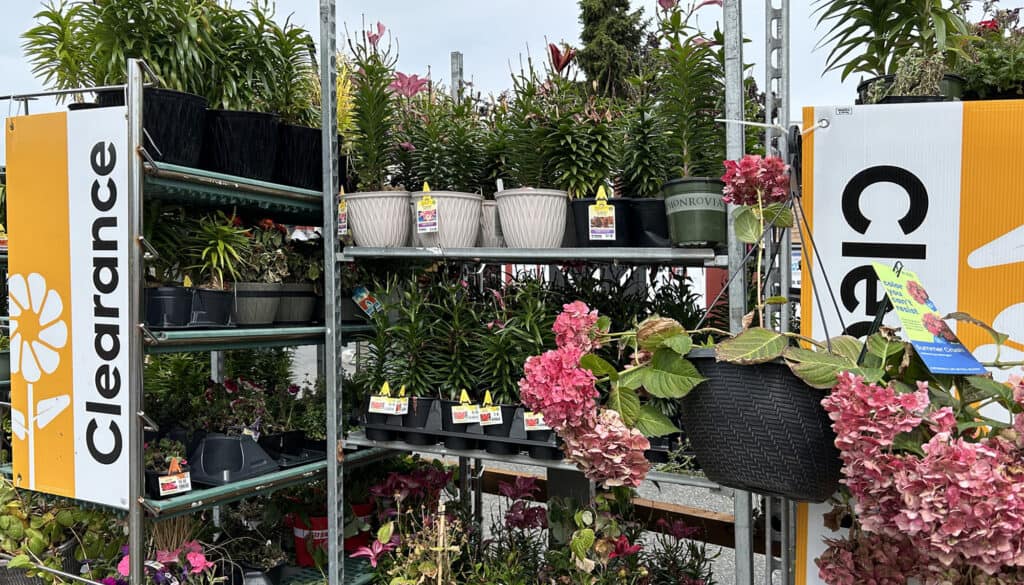 Sale Plants