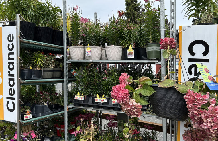 Sale Plants