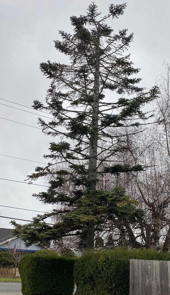 Noble fir with balsam woolly adelgid near Burlington Library © Photographer: Alison Hitchcock