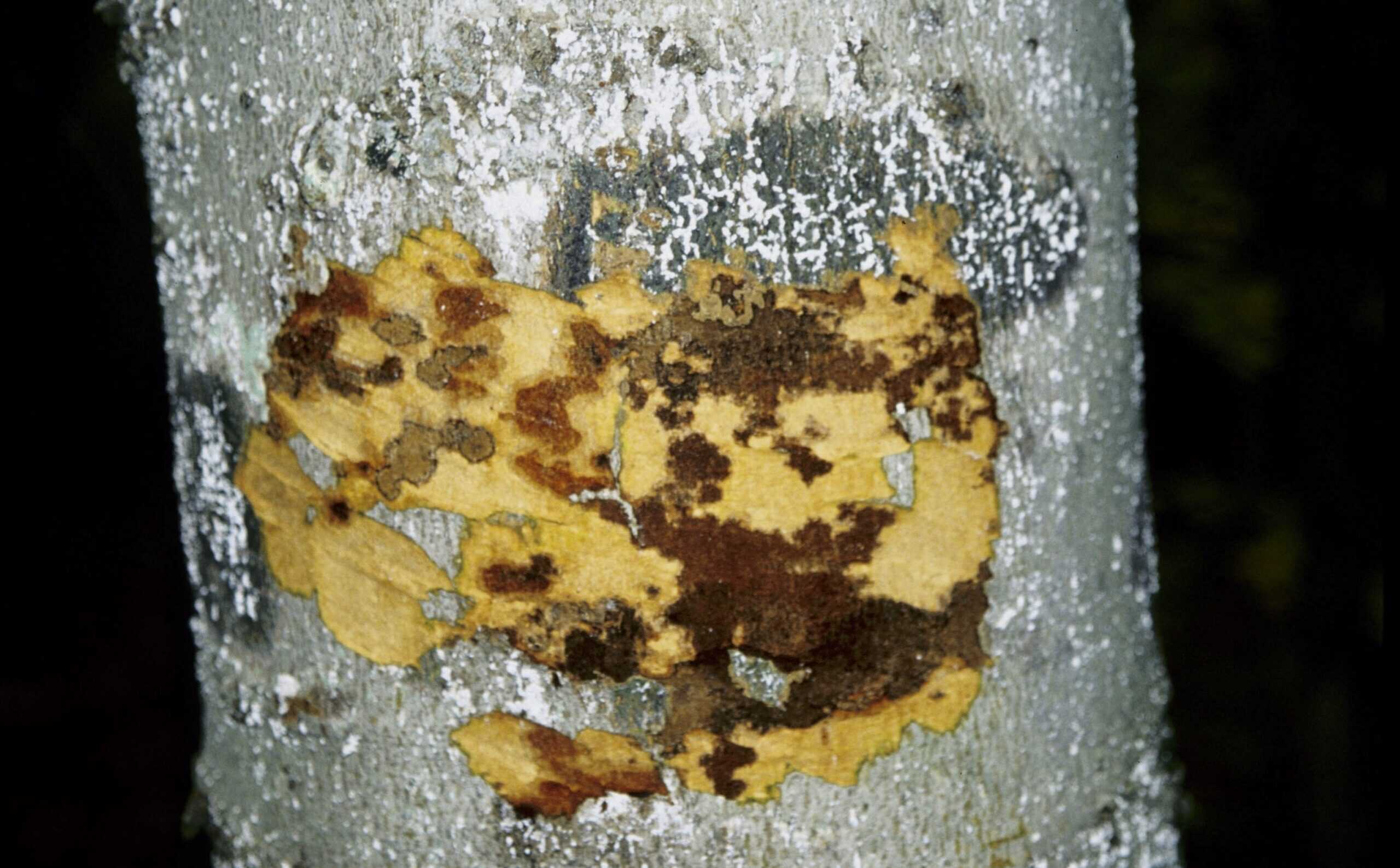 Beech tree with spreading canker and white patches of beech scale insects.
© Photographer: J. O'Brien USFS Bugwood
