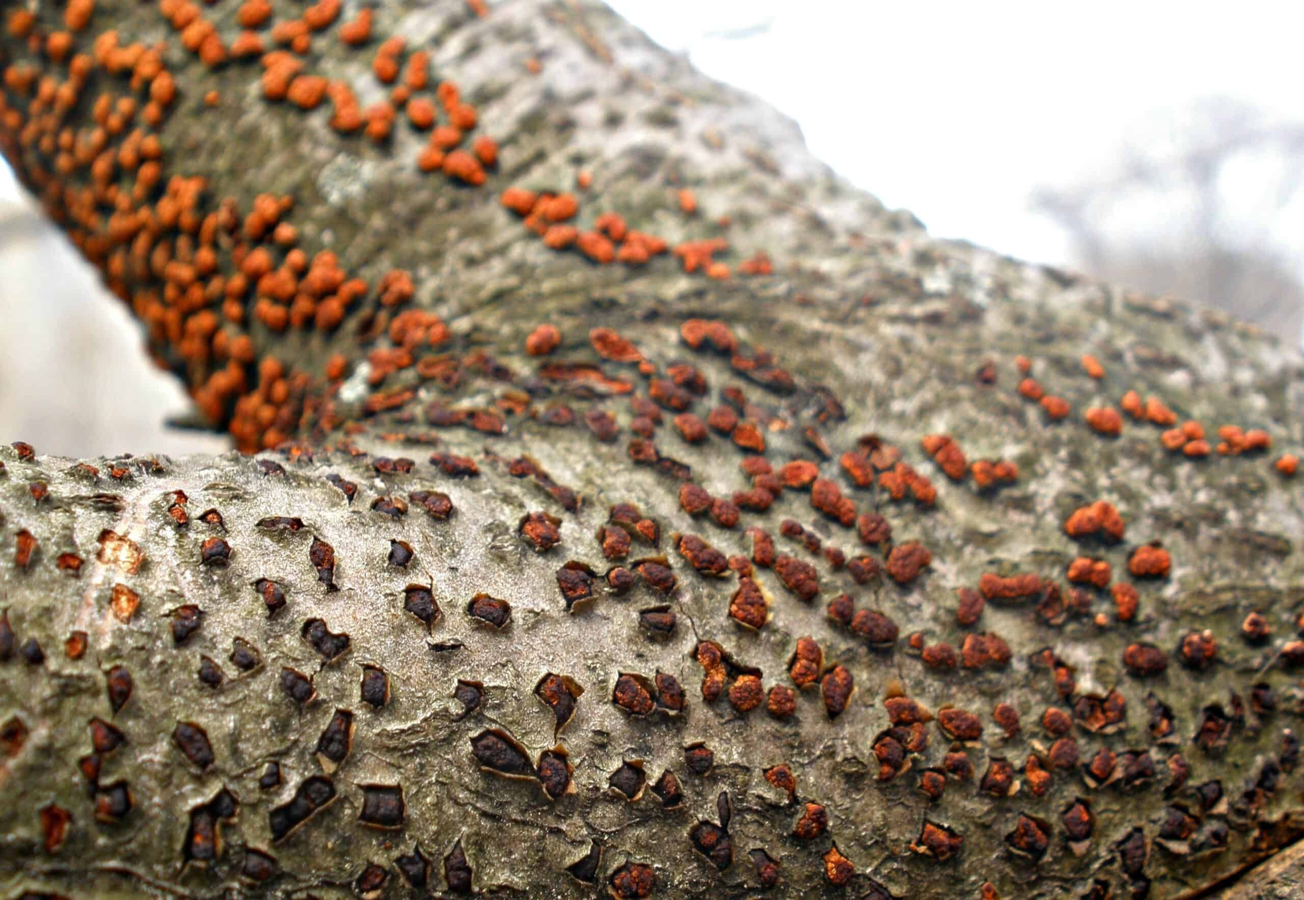 Fruiting bodies of neonectria fungus on beech © Photographer: Ansel Oommen, Bugwood