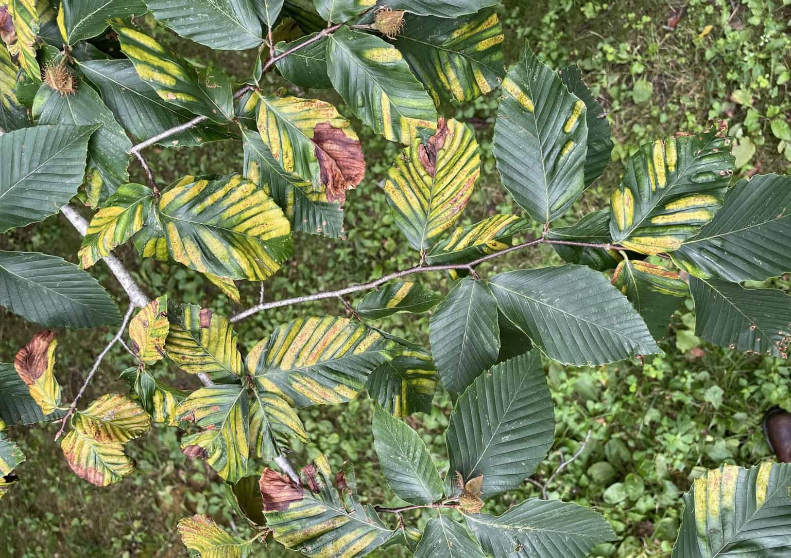 Beech leaf disease.
© Photographer: J. O'Brien USFS Bugwood
