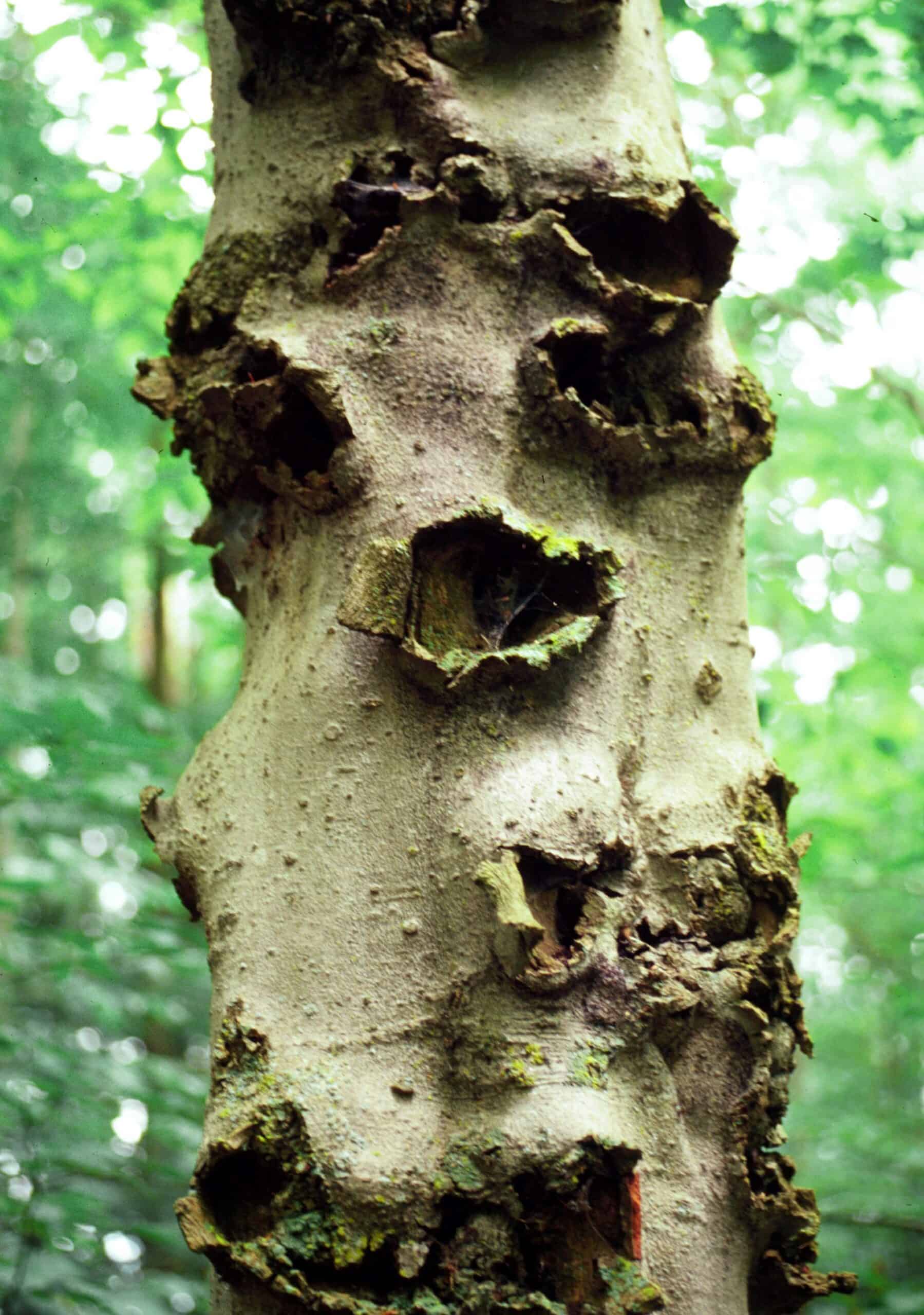 Lesions from beech bark disease. © Photographer: L. Haugen USFS Bugwood