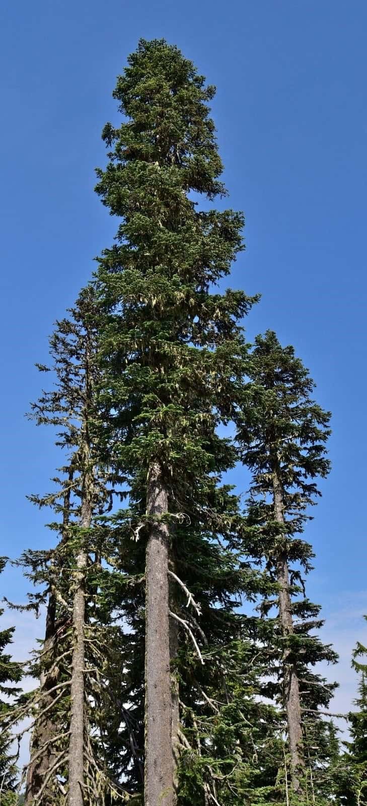 Healthy noble fir © Photographer: Jeff Bisbee, USFS