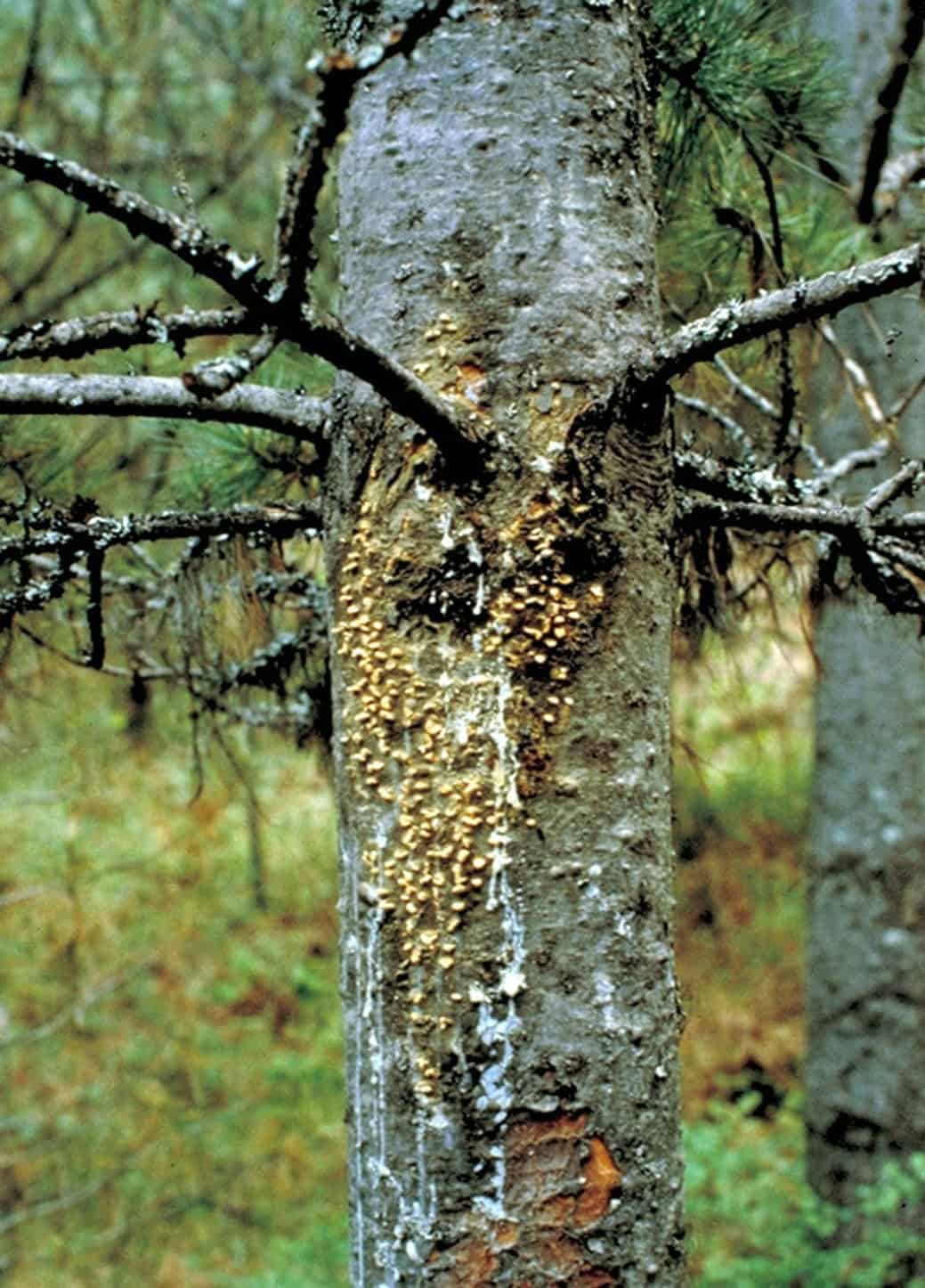 White pine blister rust on the trunk. © Photographer: J. Schwandt, USFS, Bugwood