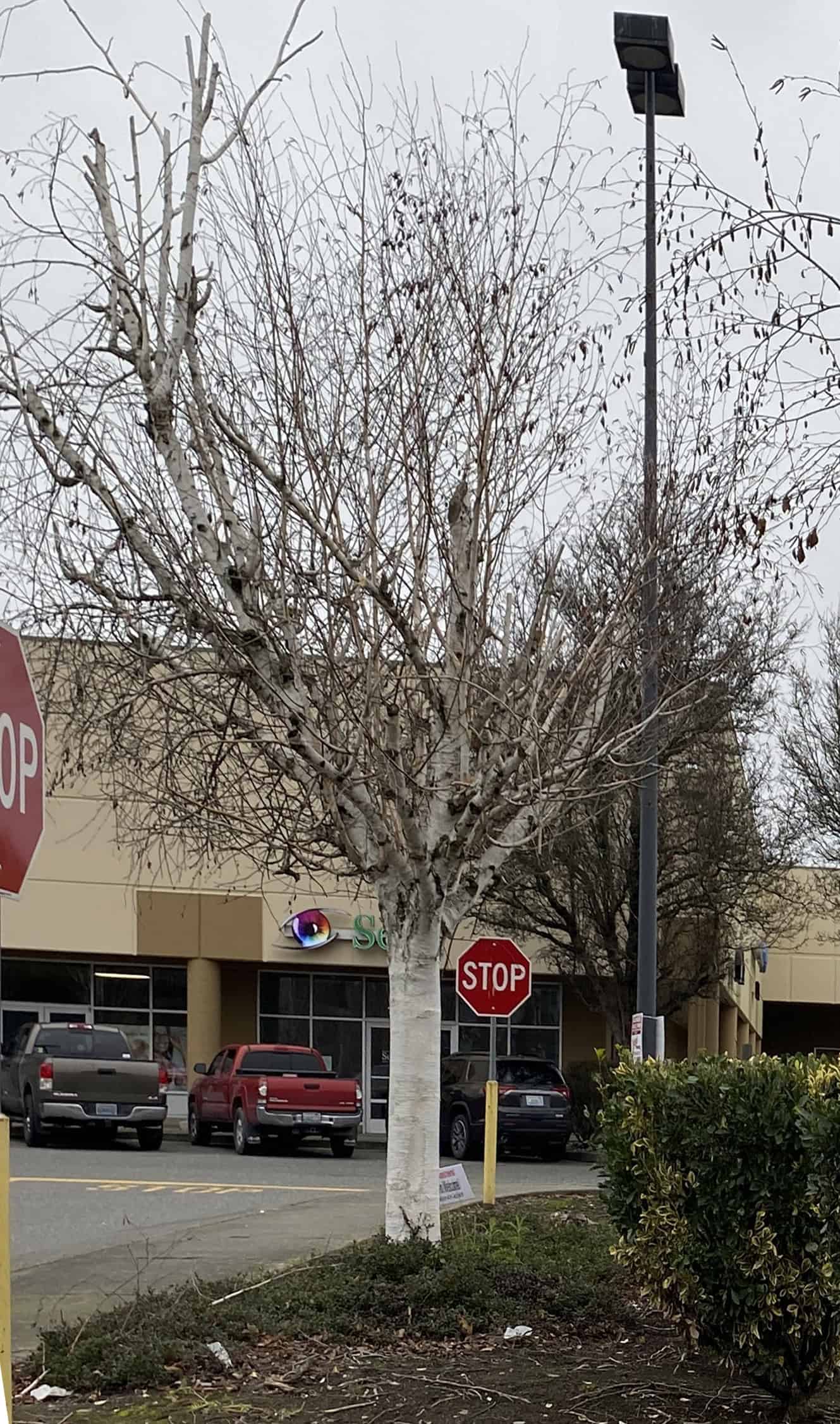 Dead branches of infected birch trees in the Fred Meyer (Burlington) parking lot have been cut off.  Dead trees have been removed. © Alison Hitchcock