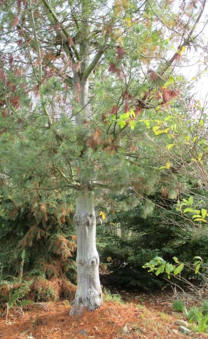 Infected western white pine removed from Salal Native Plant Garden. © Photographer: Alison Hitchcock