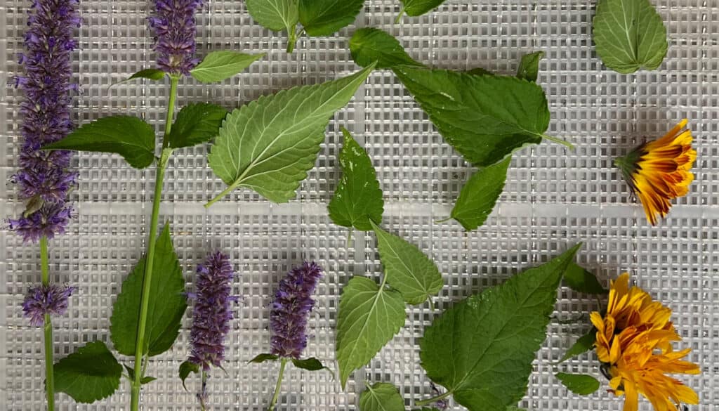 Drying Herbs