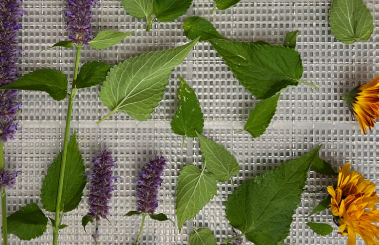 Drying Herbs