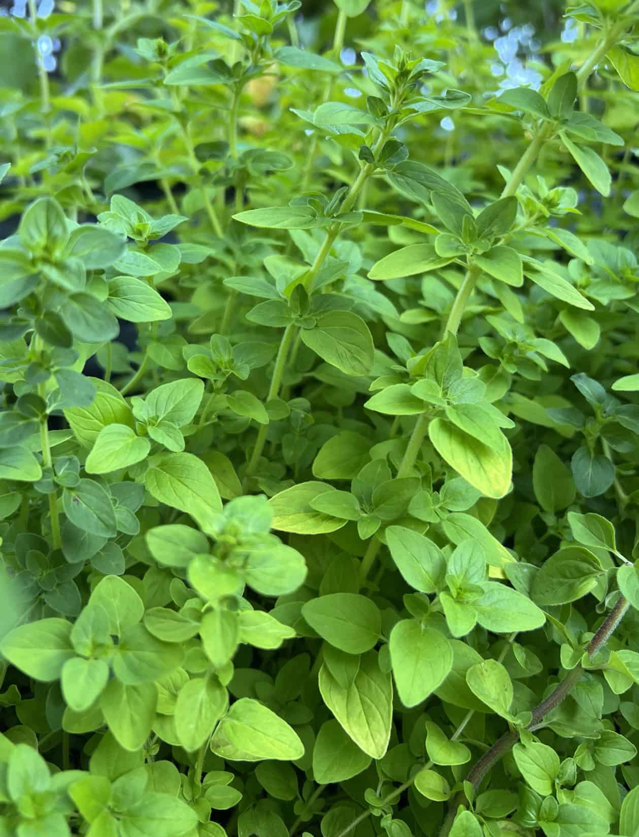 Oregano ripe for harvest.  © Photographer: Laura Kuhn 