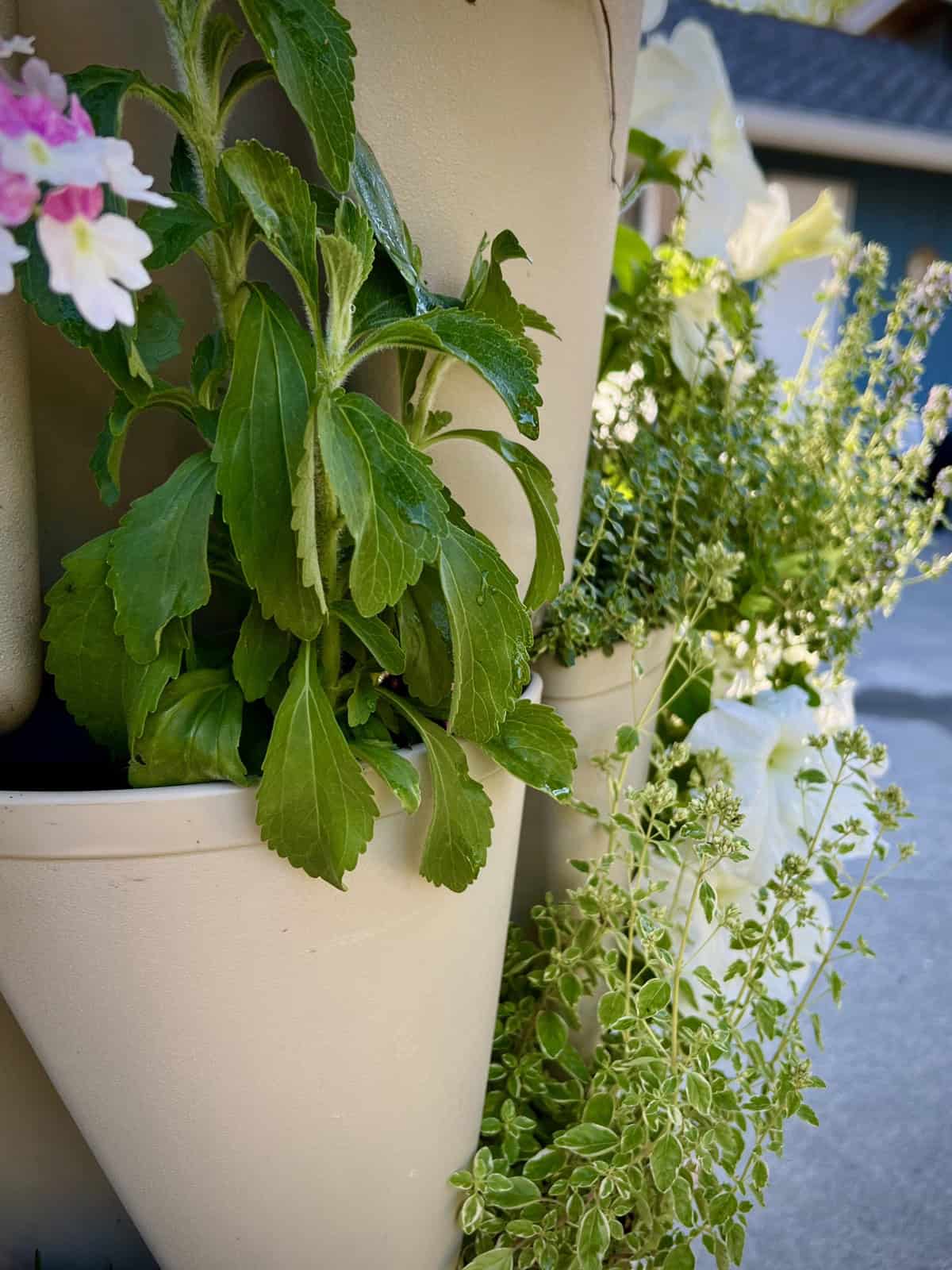 Stevia and ornamental oregano in a vertical container with annuals.  © Photographer: Laura Kuhn 