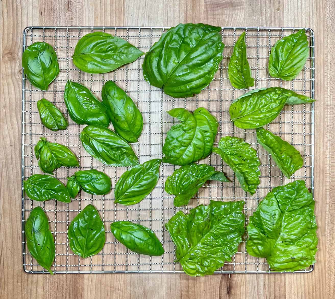 Mammolo and Lettuce Leaf basils ready for drying in the dehydrator. © Photographer: Laura Kuhn 