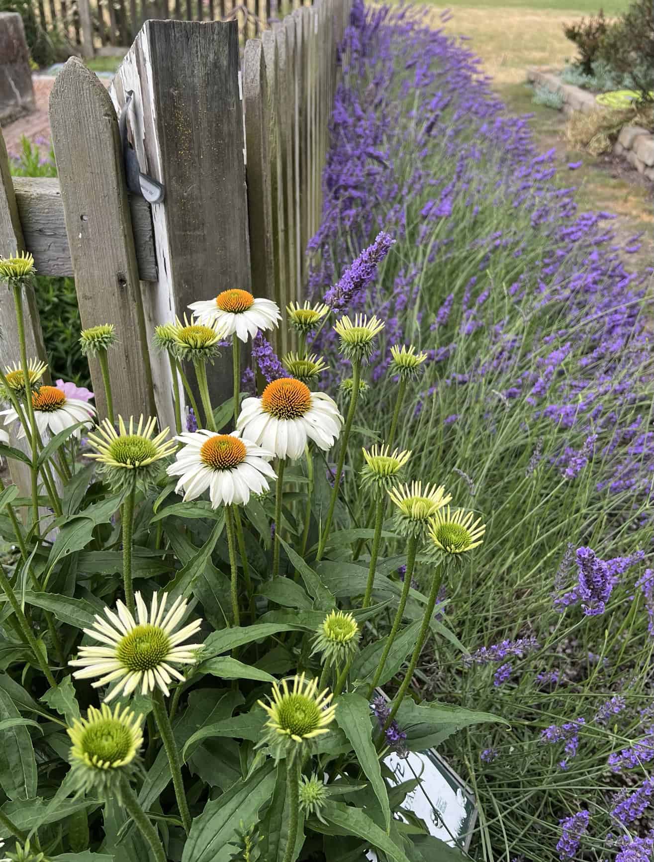 Echinacea (foreground) and lavender at a local nursery. © Photographer: Laura Kuhn