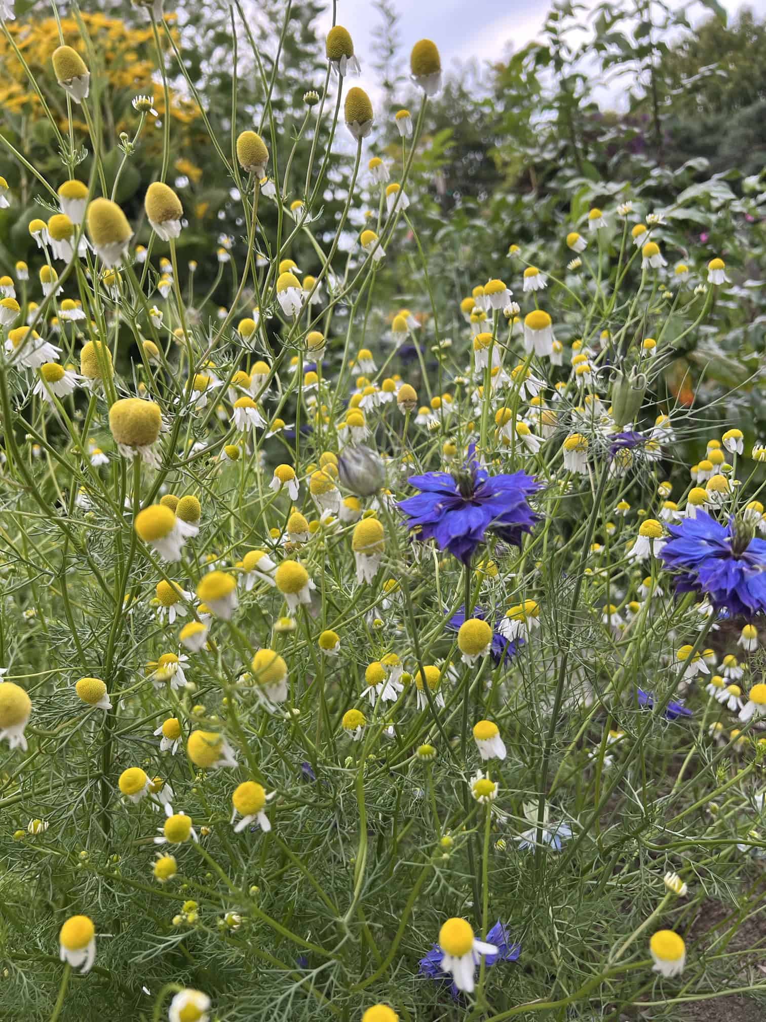 Chamomile ready to harvest in the Herb Garden at the Discovery Garden. © Photographer: Laura Kuhn