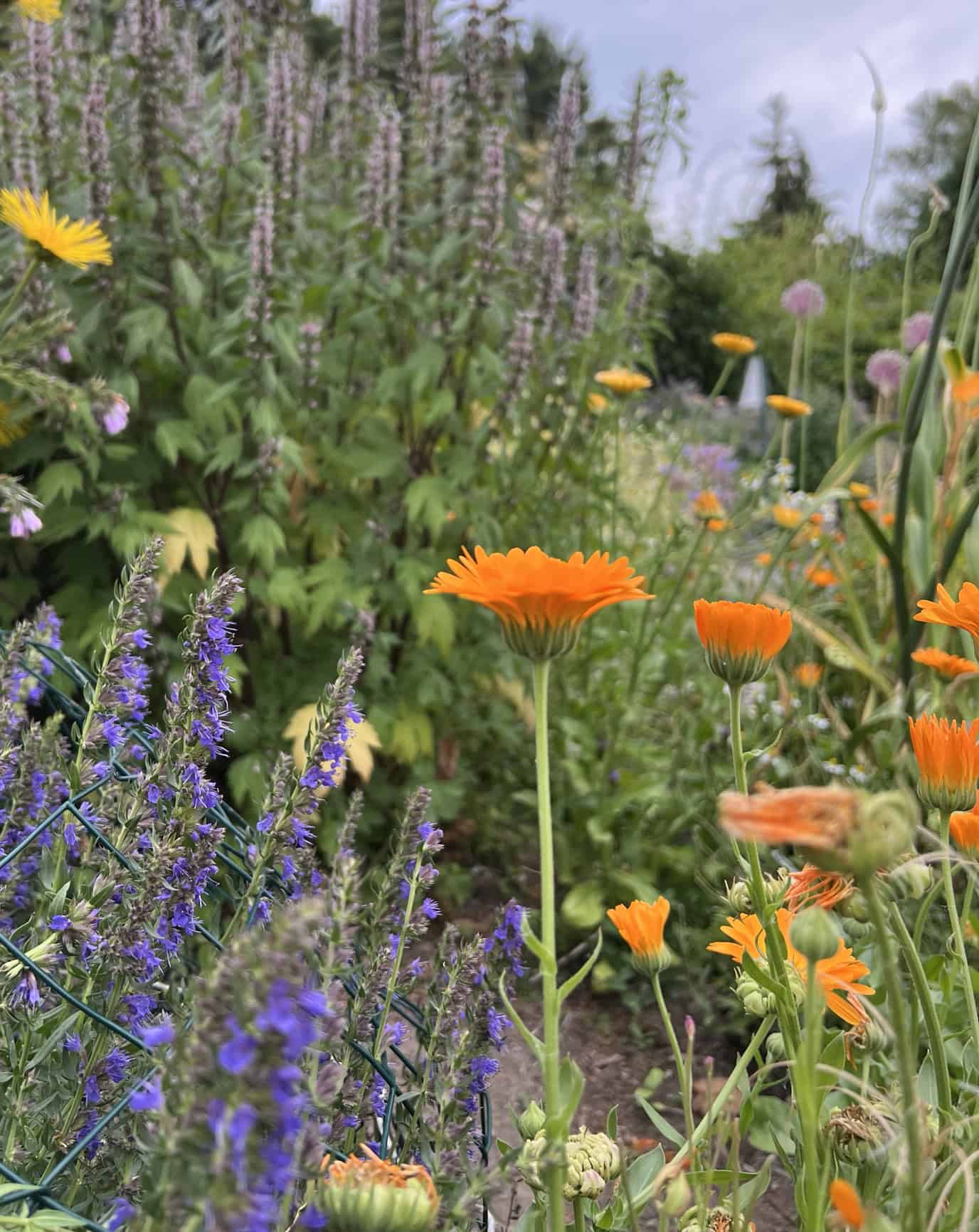 Calendula and various herbs in the Discovery Garden.  © Photographer: Laura Kuhn