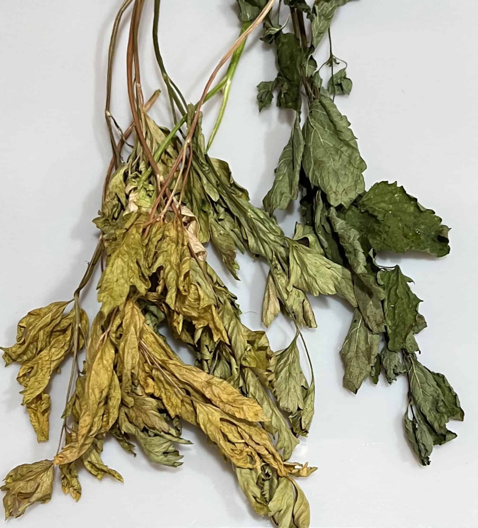 Failed attempt at airdrying parsley and lemon balm. Conditions were too humid for effective drying. Note loss of color in parsley to the left. © Photographer: Laura Kuhn 