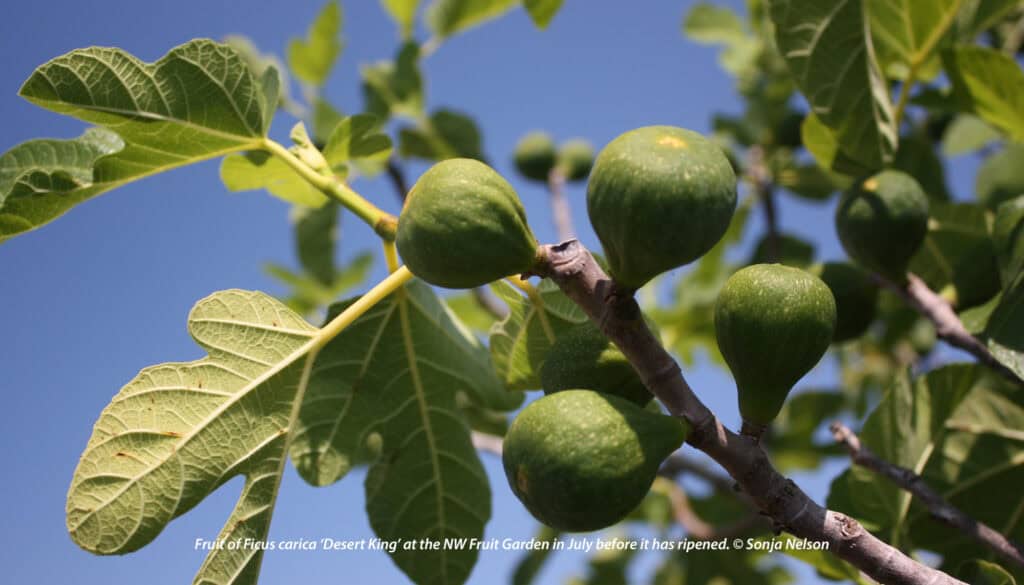 Growing Figs