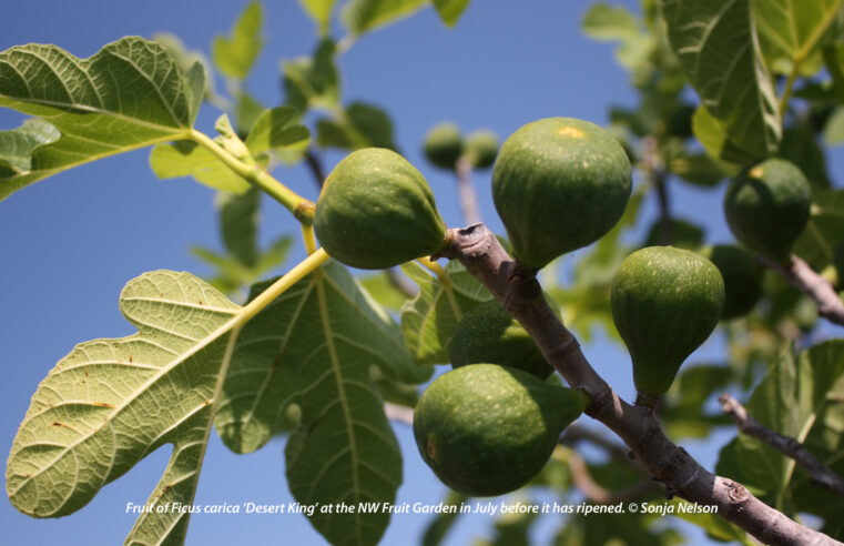 Growing Figs