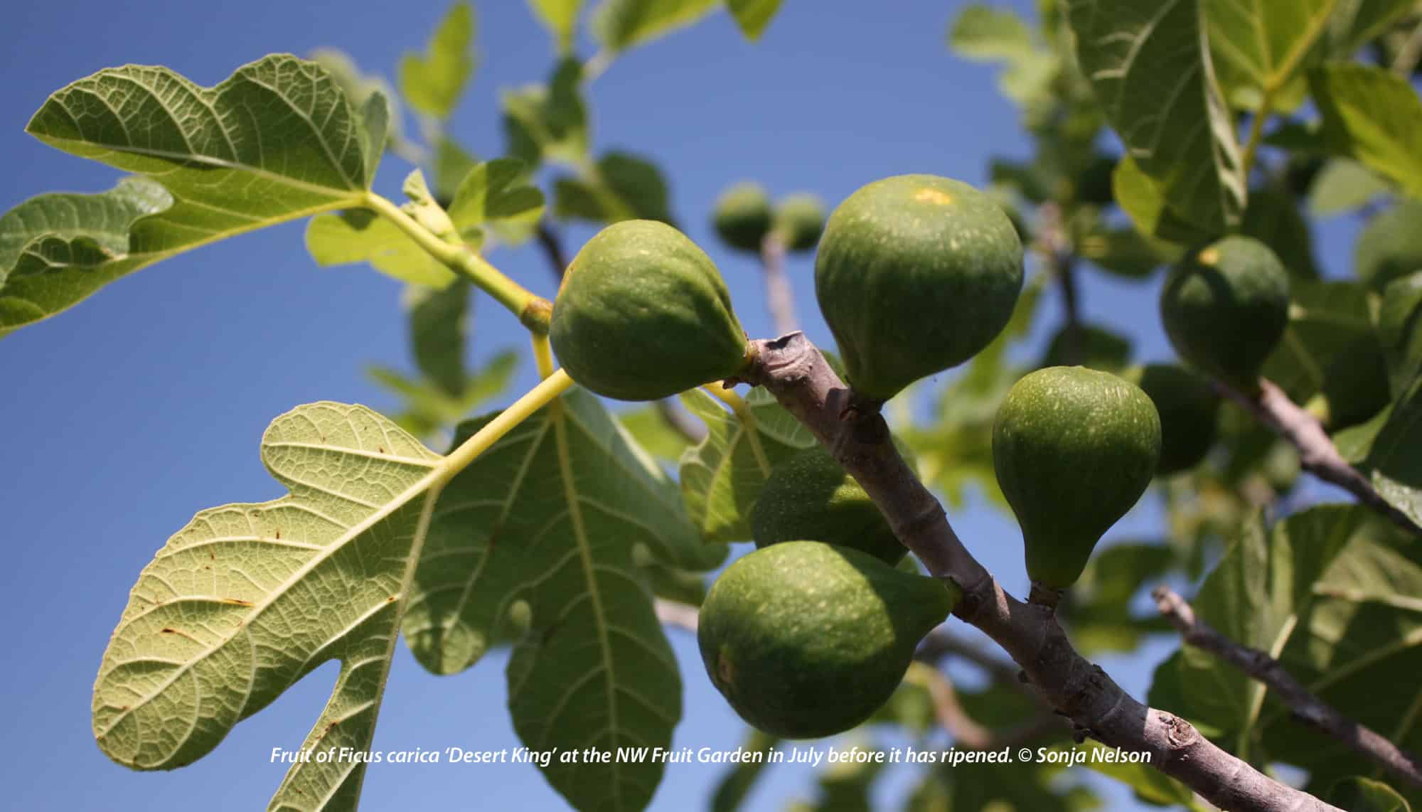 Fruit of Ficus carica ‘Desert King’ at the NW Fruit Garden in July has not yet ripened. © Sonja Nelson