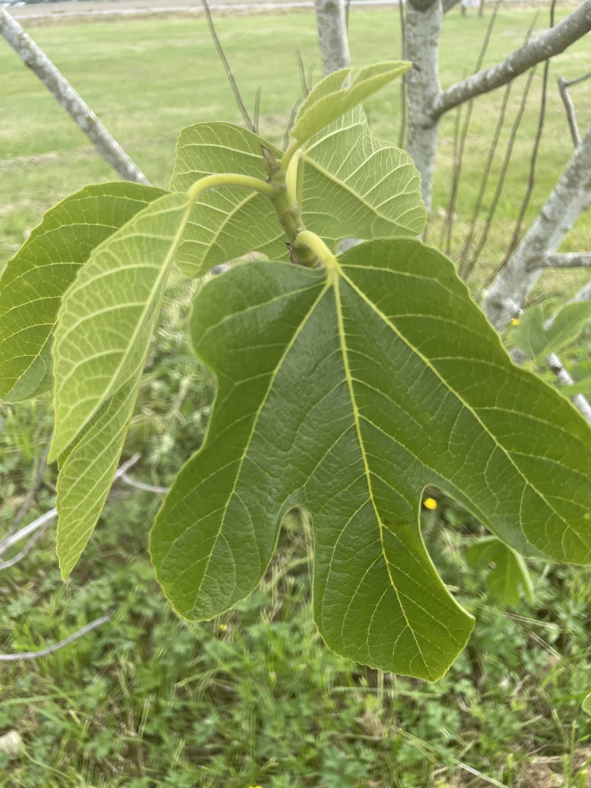 The foliage of  'Desert King' fig in the NW Fruit Garden in July. Photo: © Sonja Nelson