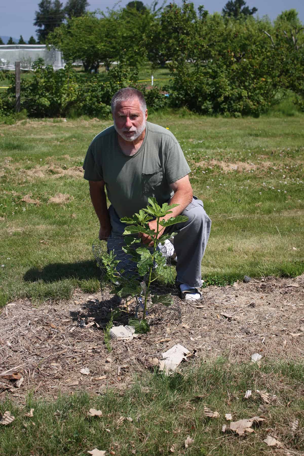 NW Fruit volunteer Sam Benowitz kneels next to a recently planted variety of Ficus carica. This fig is one in a row of eight fig trees planted at NW Fruit to test for adaptability to the Pacific Northwest climate. Photo: © Sonja Nelson