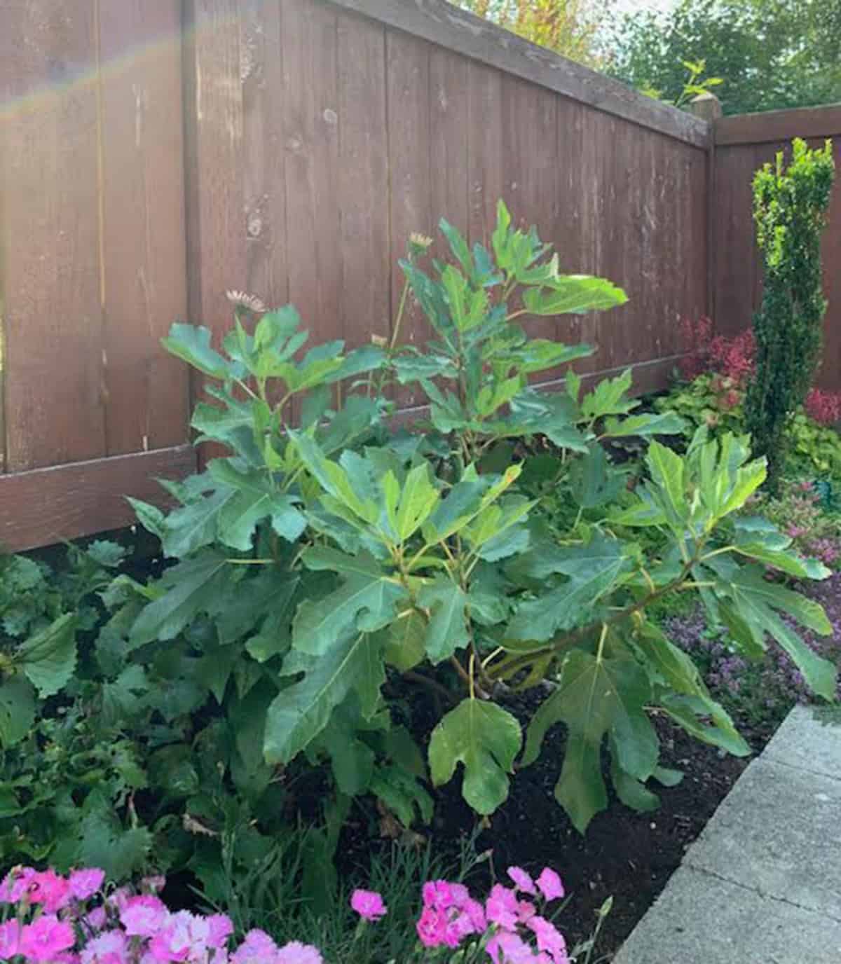 The dwarf fig 'Little Miss Figgy' was developed for use in a container. Planted in June, this specimen has thrived in a container on the patio of a home in Mount Vernon. Photo: © Sonja Nelson